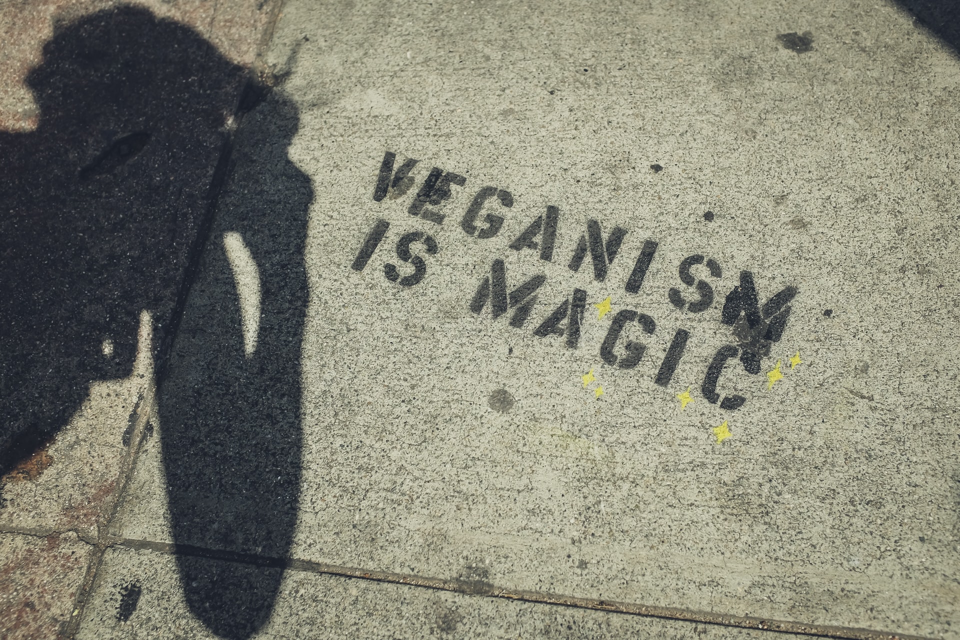 Vegan Search Engine Caavakushi why go vegan