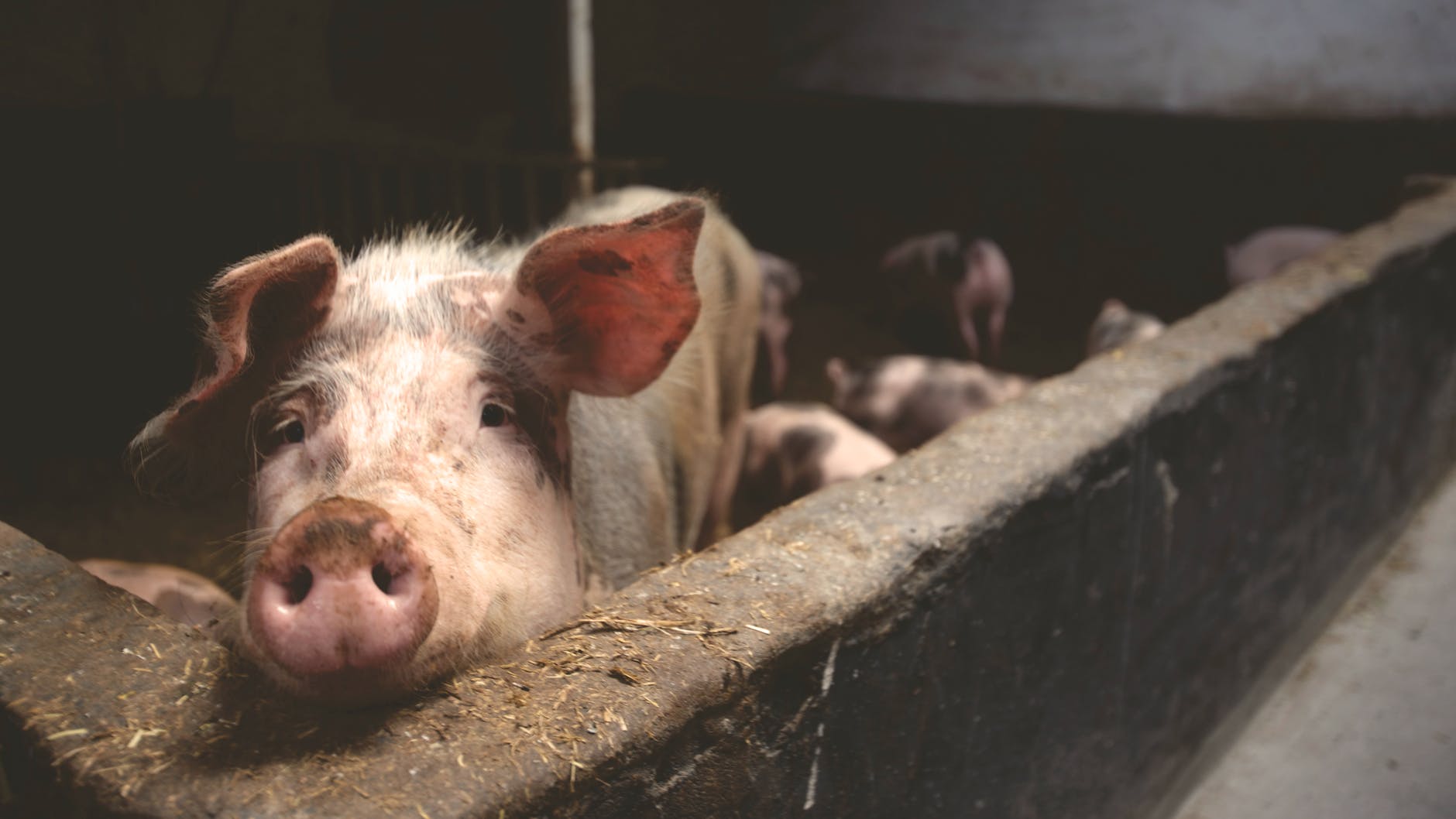 Caavakushi Vegan Search Engine Animal Rights Pig animal cruelty why go vegan