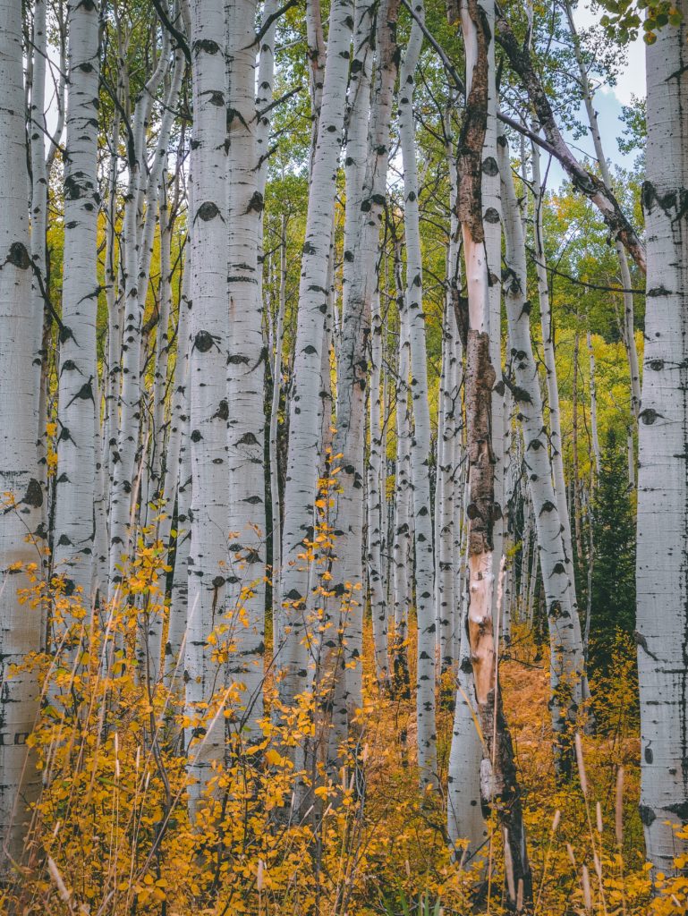Birch Trees To Plant To Reverse Climate Change