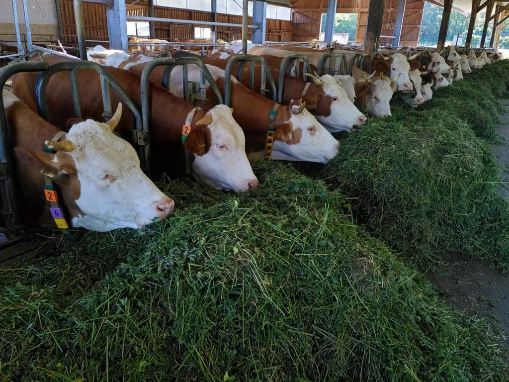 Cowspiracy Documentary 