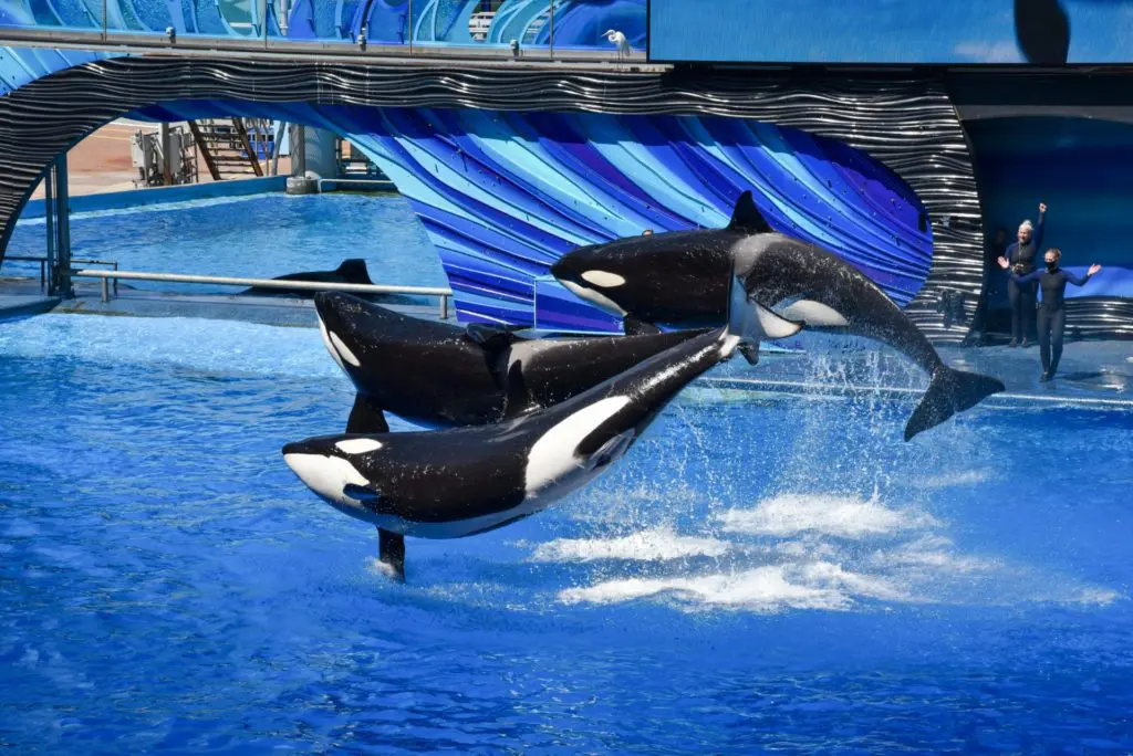Blackfish Vegan Netflix Documentaries
