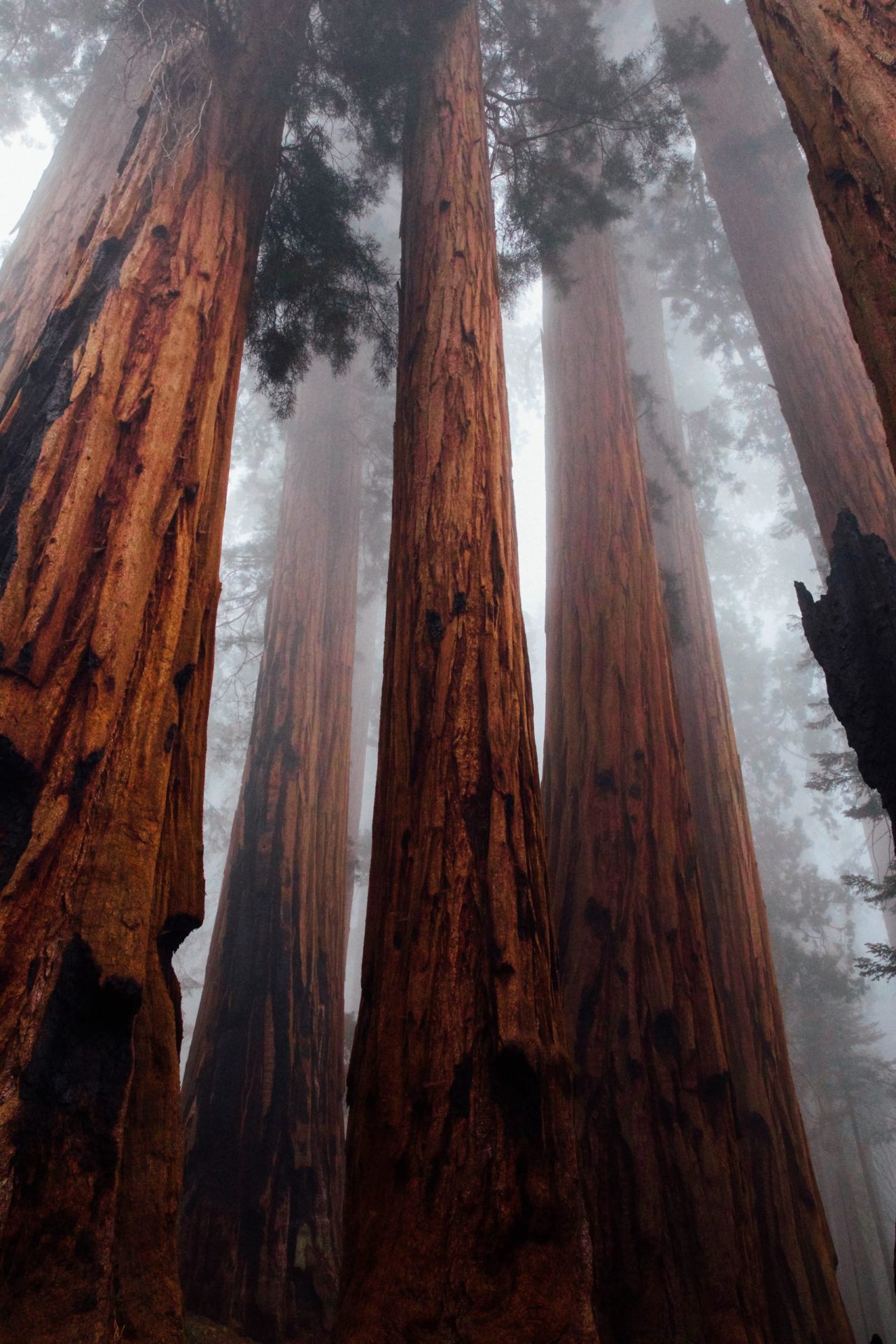 Redwood Trees To Plant To Reverse Climate Change