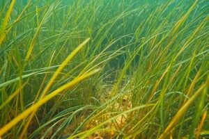 AI Robot Ulysses Eco Planting Seagrass Meadows To Revive The Lungs Of The Ocean Caavakushi