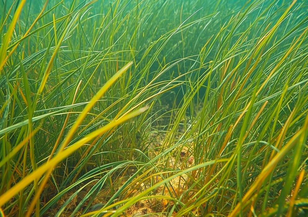AI Robot Ulysses Eco Planting Seagrass Meadows To Revive The Lungs Of The Ocean Caavakushi