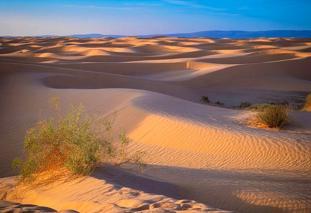 4 Vegan Animals In The Desert That Don't Need Meat Or Dairy To Thrive In Hell's Heat! Caavakushi