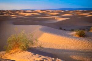 4 Vegan Animals In The Desert That Don't Need Meat Or Dairy To Thrive In Hell's Heat! Caavakushi