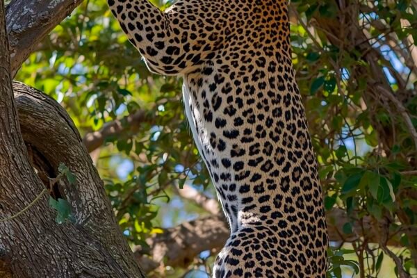 Indian Leopards Annual 8% Macro Growth & 3.4% Local Decline Caavakushi