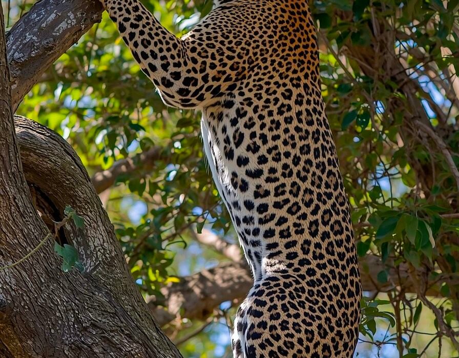 Indian Leopards Annual 8% Macro Growth & 3.4% Local Decline Caavakushi