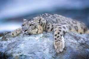 3 Shocking Reasons Why The Afghanistan Snow Leopard Is Facing Extinction (Being Wiped Out For Cash By Silent Killers) Caavakushi