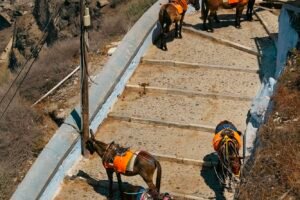 Cast Of The Real Housewives Of Salt Lake City Ignored Animal Exploitation For Photo Op In Santorini, Greece! Caavakushi