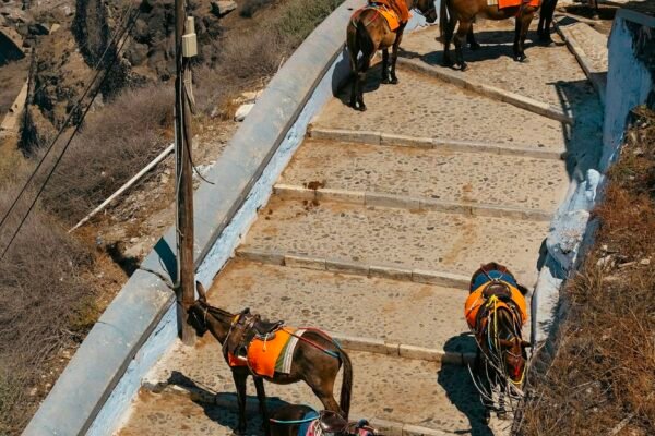 Cast Of The Real Housewives Of Salt Lake City Ignored Animal Exploitation For Photo Op In Santorini, Greece! Caavakushi