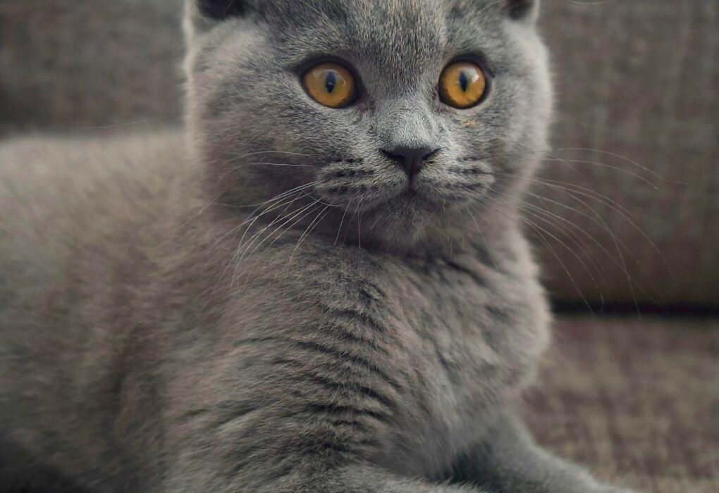British Shorthair Cat Breeders Inflict Suffering & Genetic Diseases Caavakushi