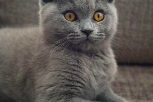 British Shorthair Cat Breeders Inflict Suffering & Genetic Diseases Caavakushi