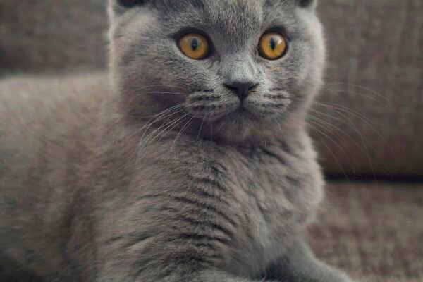 British Shorthair Cat Breeders Inflict Suffering & Genetic Diseases Caavakushi