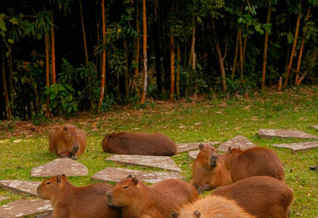 Capybara Cafe New Face Of Illegal Trade & Exotic Animal Exploitation (Sickening Unethical Truth) Caavakushi