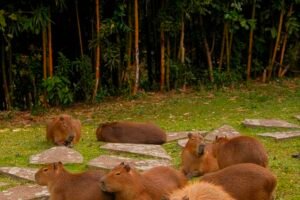 Capybara Cafe New Face Of Illegal Trade & Exotic Animal Exploitation (Sickening Unethical Truth) Caavakushi