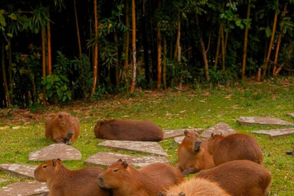 Capybara Cafe New Face Of Illegal Trade & Exotic Animal Exploitation (Sickening Unethical Truth) Caavakushi