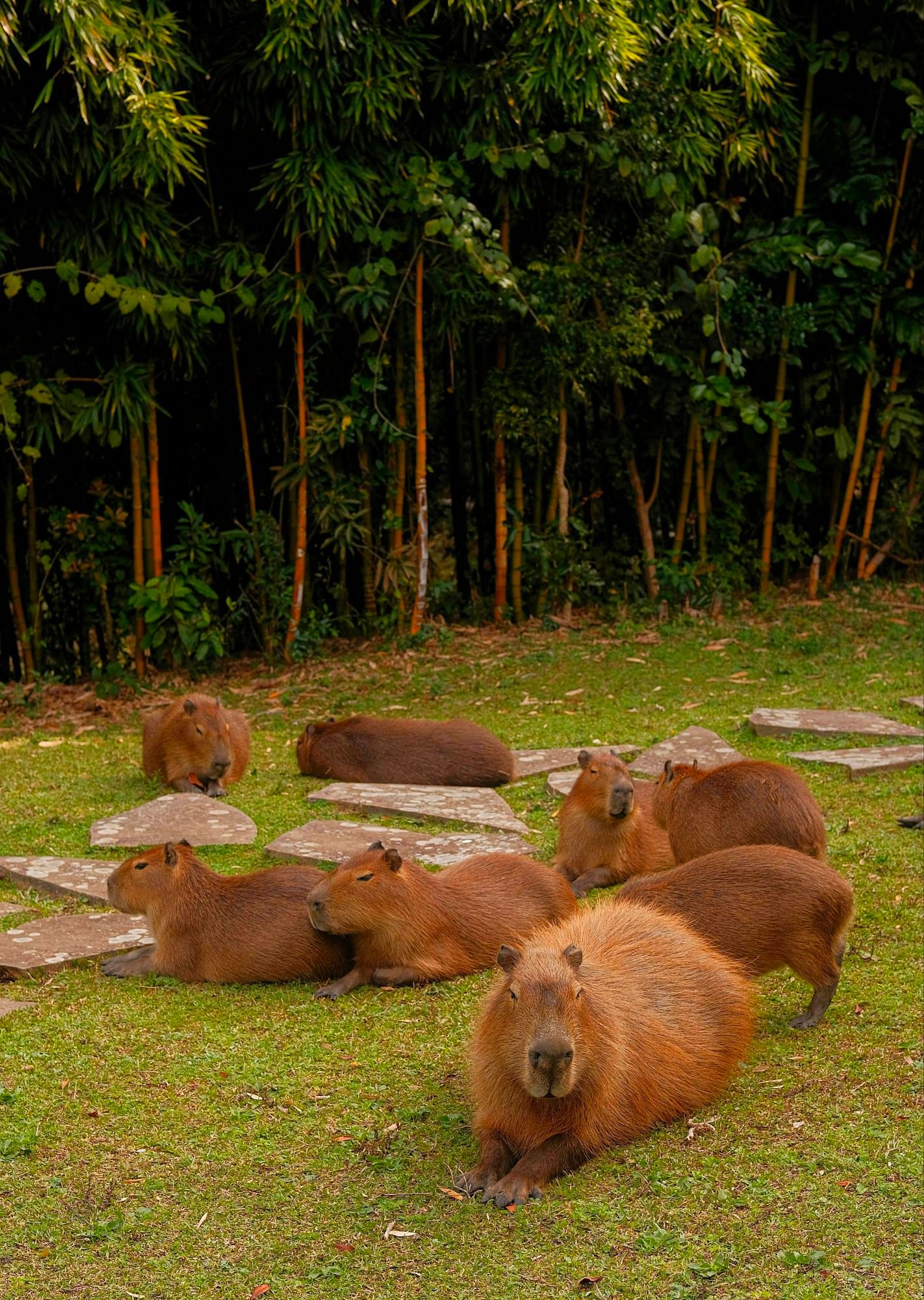 Capybara Cafe New Face Of Illegal Trade & Exotic Animal Exploitation (Sickening Unethical Truth) Caavakushi