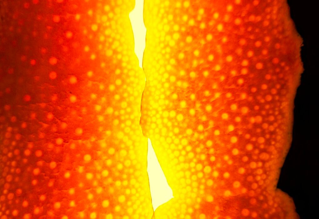 Orange Peel Leather Alternative Is Destroying The Luxury Bag Industry Caavakushi