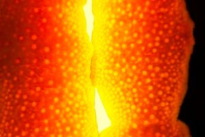 Orange Peel Leather Alternative Is Destroying The Luxury Bag Industry Caavakushi