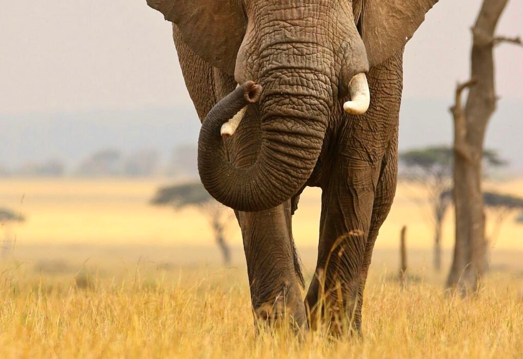 Illegal Critically Endangered African Elephant Poaching Pushes World's Biggest Land Animal To The Brink Of Extinction Caavakushi