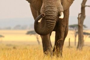 Illegal Critically Endangered African Elephant Poaching Pushes World's Biggest Land Animal To The Brink Of Extinction Caavakushi