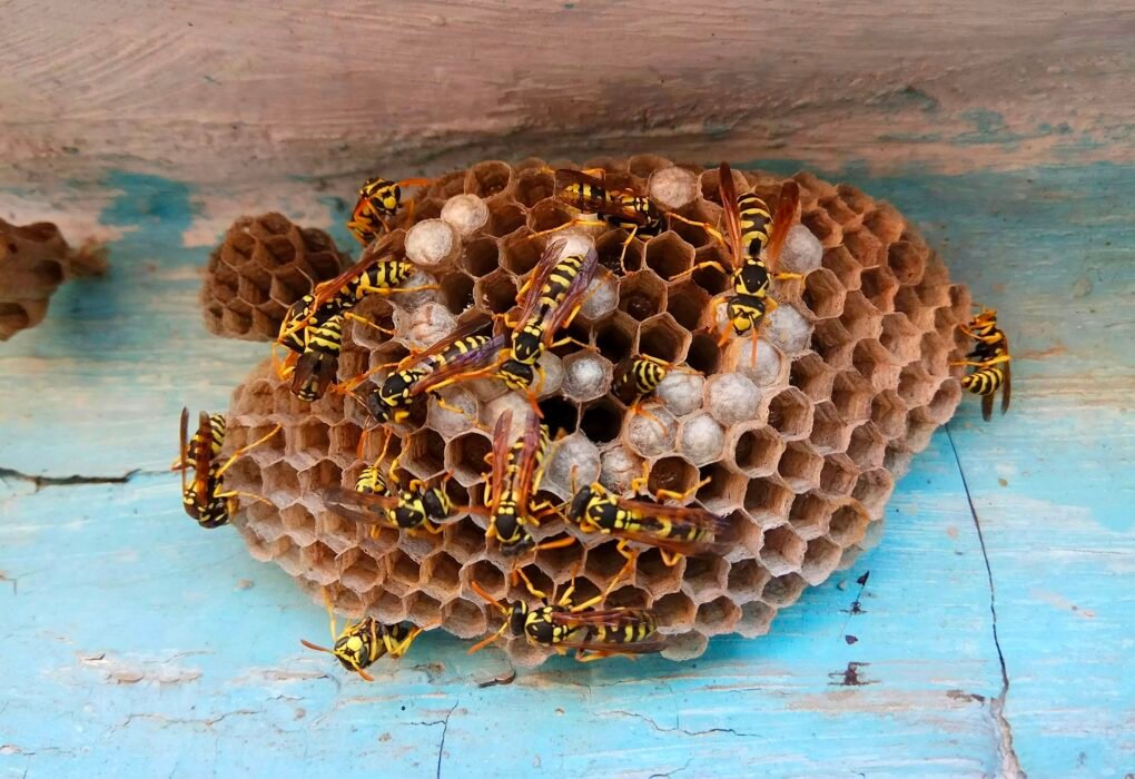 How To Remove A Wasp Nest Without Harming The Wasps Or The Nest? Caavakushi