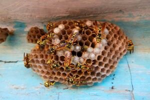 How To Remove A Wasp Nest Without Harming The Wasps Or The Nest? Caavakushi