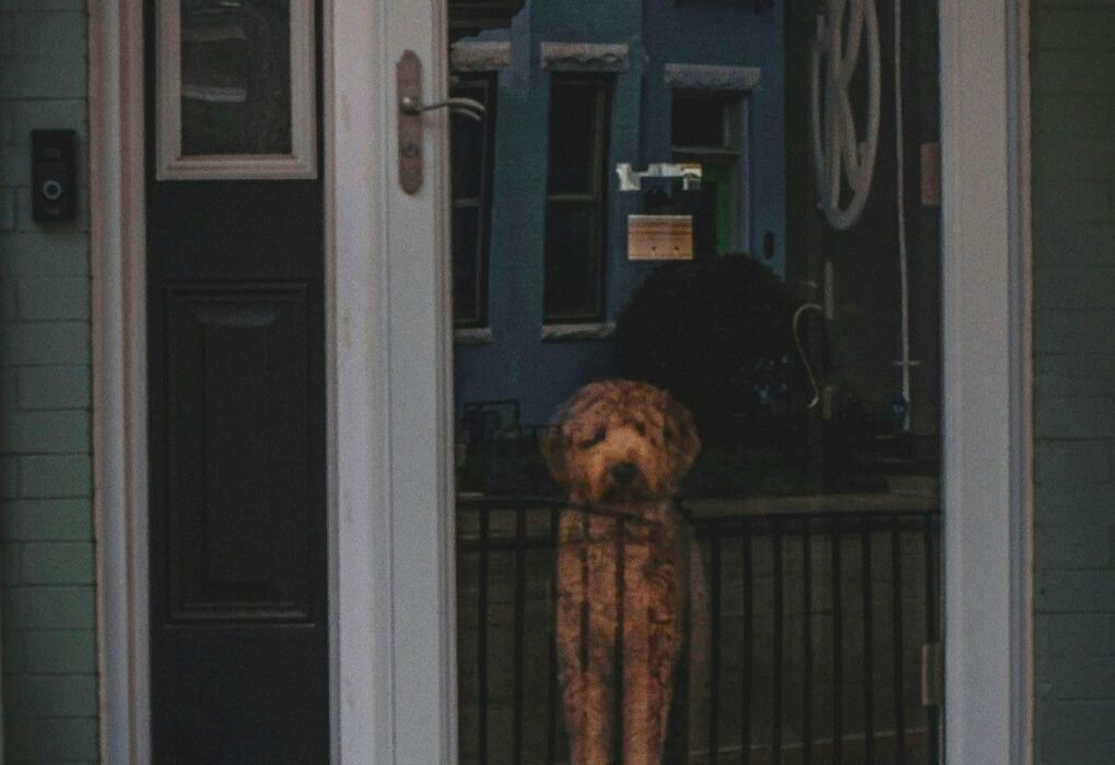 Public Outrage As Poor Innocent Good Family Pets Killed & Abused By ICE Agents! Caavakushi