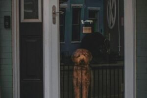 Public Outrage As Poor Innocent Good Family Pets Killed & Abused By ICE Agents! Caavakushi