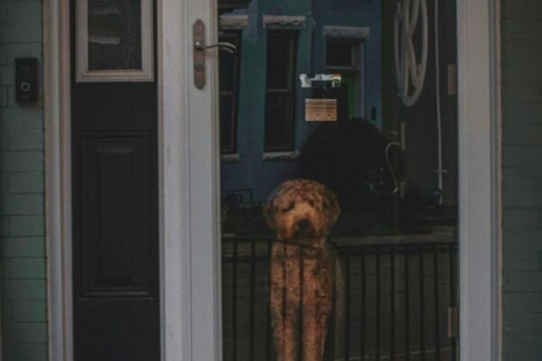 Public Outrage As Poor Innocent Good Family Pets Killed & Abused By ICE Agents! Caavakushi