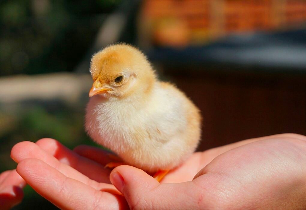 Sally Southern Charm Ruthlessly Abandons Baby Chicks She Brought To Impress Craig Conover Caavakushi