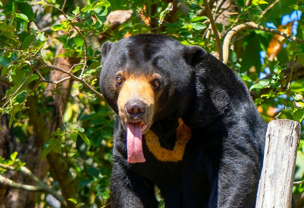 Bear Bile Extraction Farming In South Korea Finally Ends Caavakushi