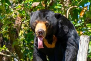 Bear Bile Extraction Farming In South Korea Finally Ends Caavakushi