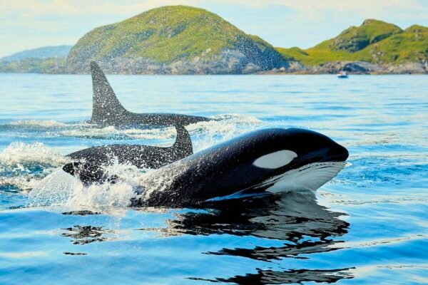 Orca Attacks Boat To Avenge Slaughter & Captivity Of Family Pod Caavakushi