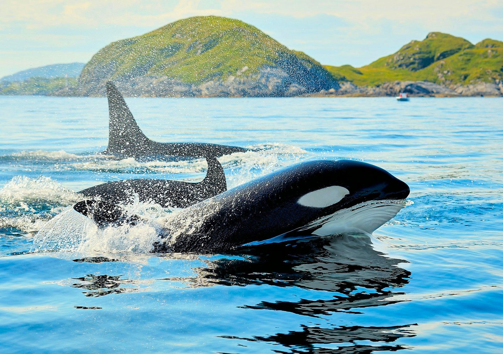 Orca Attacks Boat To Avenge Slaughter & Captivity Of Family Pod Caavakushi