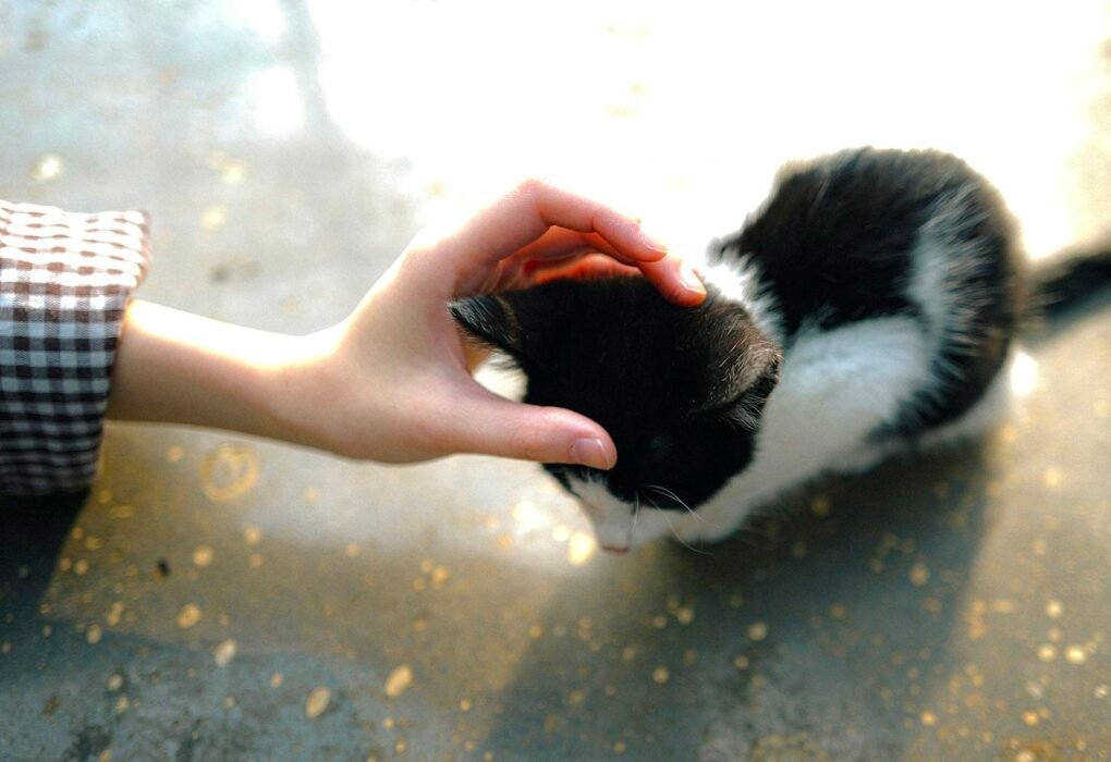 5 Groups Protecting Innocent Family Pets From The ICE Raids Caavakushi Cat Kitten