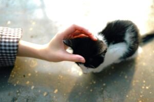 5 Groups Protecting Innocent Family Pets From The ICE Raids Caavakushi Cat Kitten