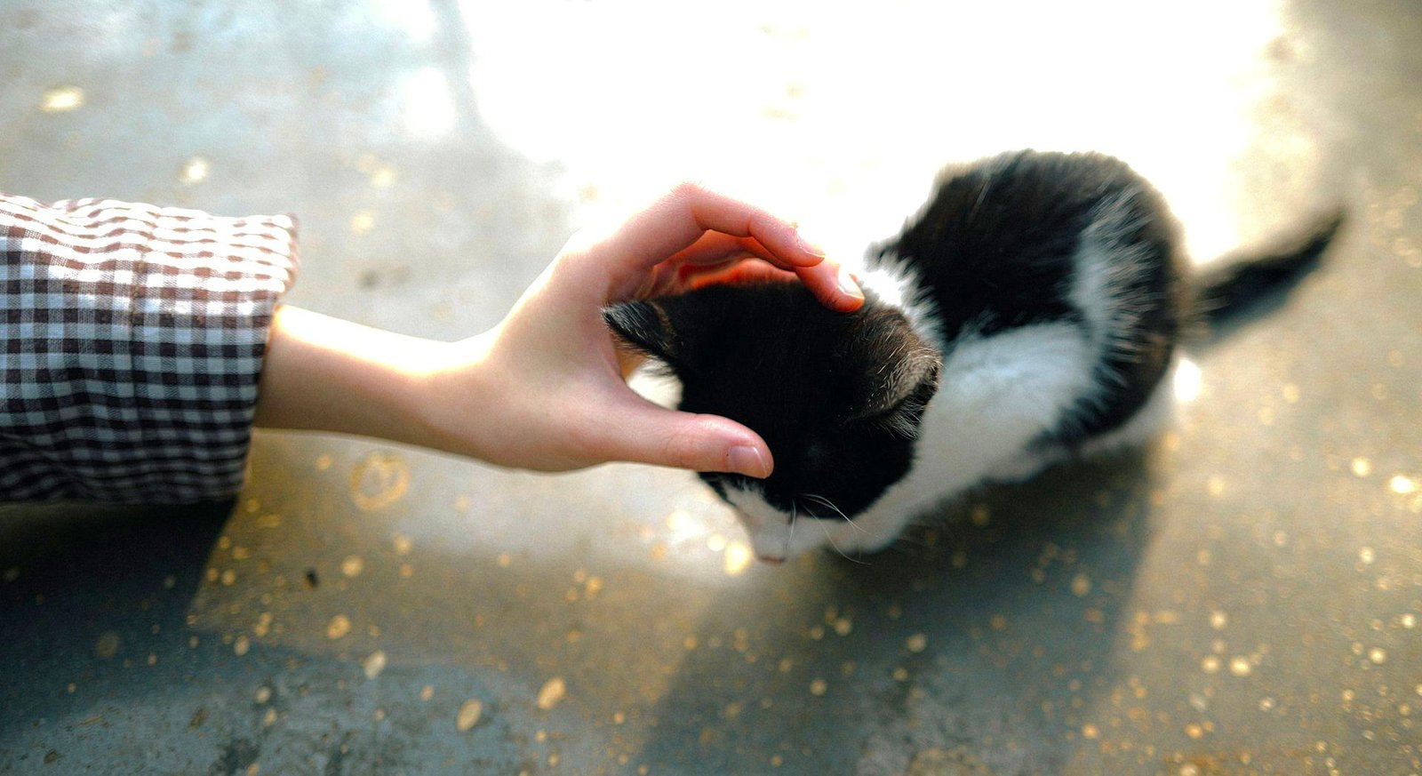 5 Groups Protecting Innocent Family Pets From The ICE Raids Caavakushi Cat Kitten