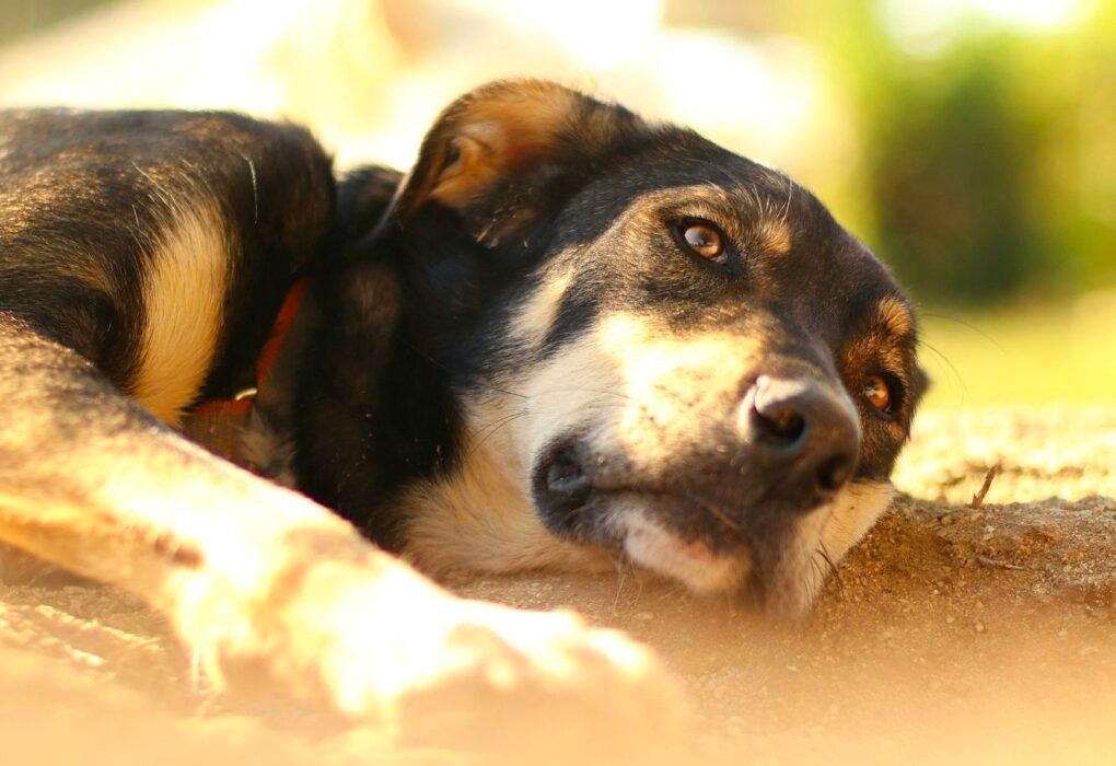 Deported Family Pet Adoption So Low That 90% Face Euthanasia Caavakushi