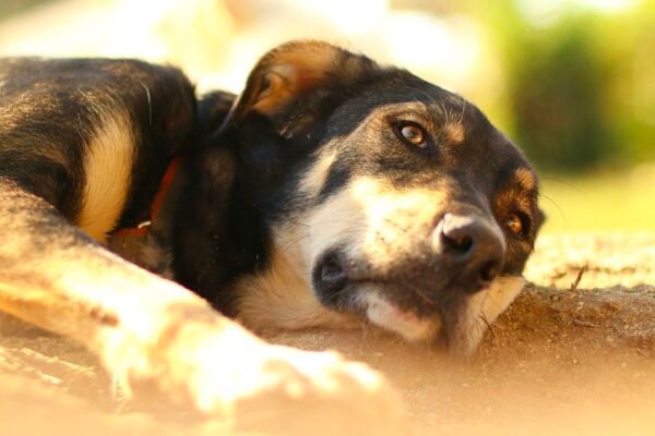 Deported Family Pet Adoption So Low That 90% Face Euthanasia Caavakushi