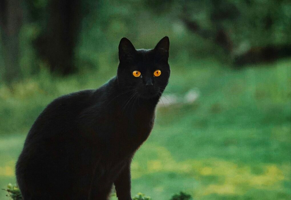 Shocking Reason Why Vegans Are Called Superstitious & The Real Scientific Facts! Caavakushi