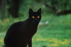 Shocking Reason Why Vegans Are Called Superstitious & The Real Scientific Facts! Caavakushi