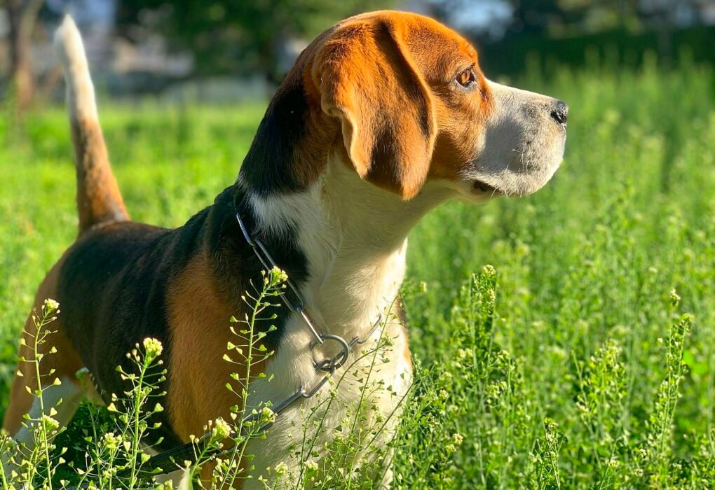 Millions Outraged By 12-Month Prison Trap For Anyone Protesting Beagle Animal Testing! Caavakushi