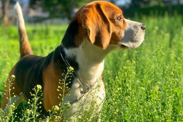 Millions Outraged By 12-Month Prison Trap For Anyone Protesting Beagle Animal Testing! Caavakushi