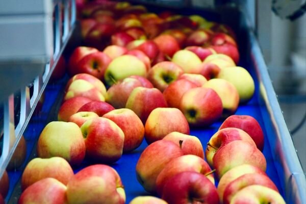 How Billionaires Are Using Food Supply Chain To Phase Out Meat Caavakushi