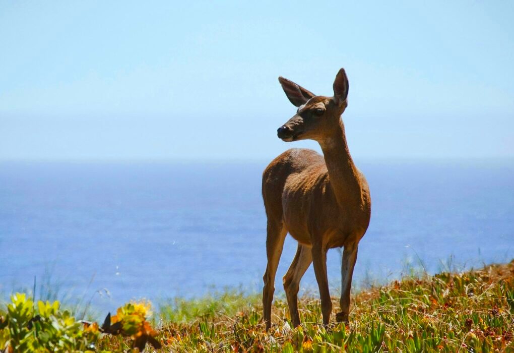 Catalina Island Deer Entire Population Of 2,000 To Be Executed In State Sanctioned Massacre Caavakushi