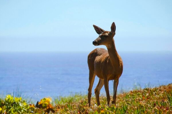 Catalina Island Deer Entire Population Of 2,000 To Be Executed In State Sanctioned Massacre Caavakushi