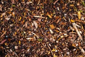 Mulch Glue Cruelty-Free Or Is It Secretly Killing 1,000s Insects? Caavakushi