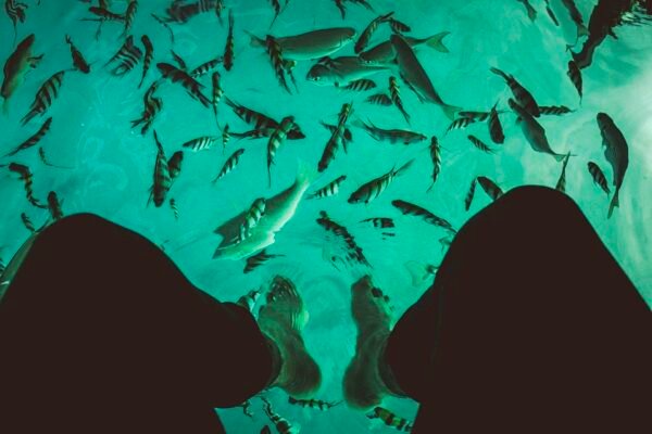 Fish Pedicure Causes Infections, Kills Thousands & Animal Cruelty Caavakushi